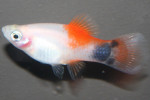 Platy Koi